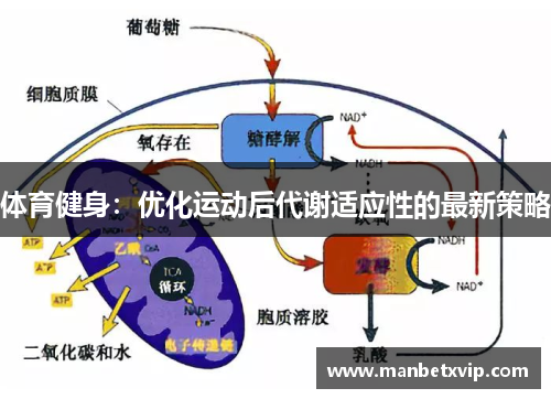 体育健身:优化运动后代谢适应性的最新策略